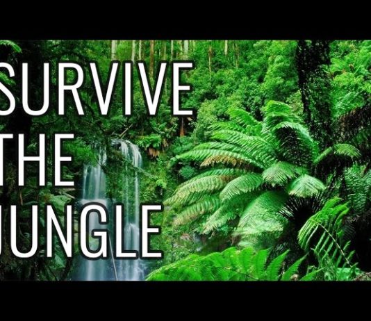 How can you be safe in a jungle